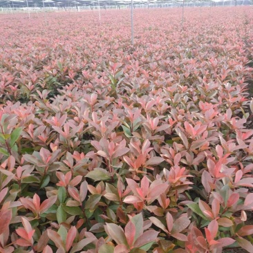 基地直发，绿化苗木，红叶石楠杯苗，