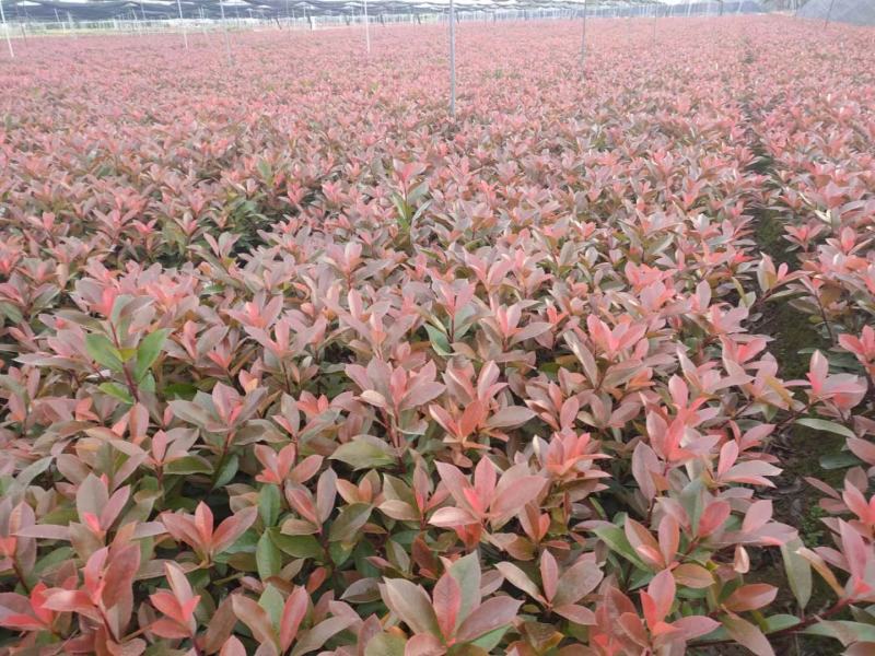 基地直发，绿化苗木，红叶石楠杯苗，