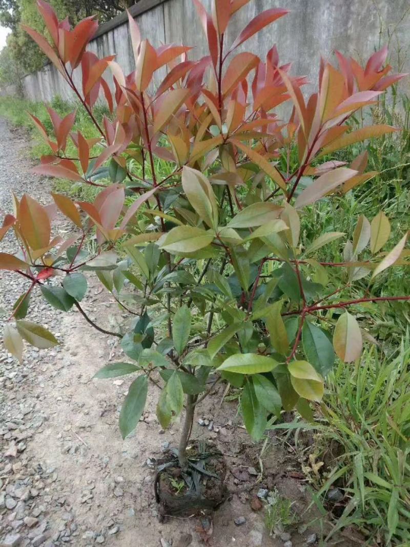 基地直发，绿化苗木，红叶石楠杯苗，