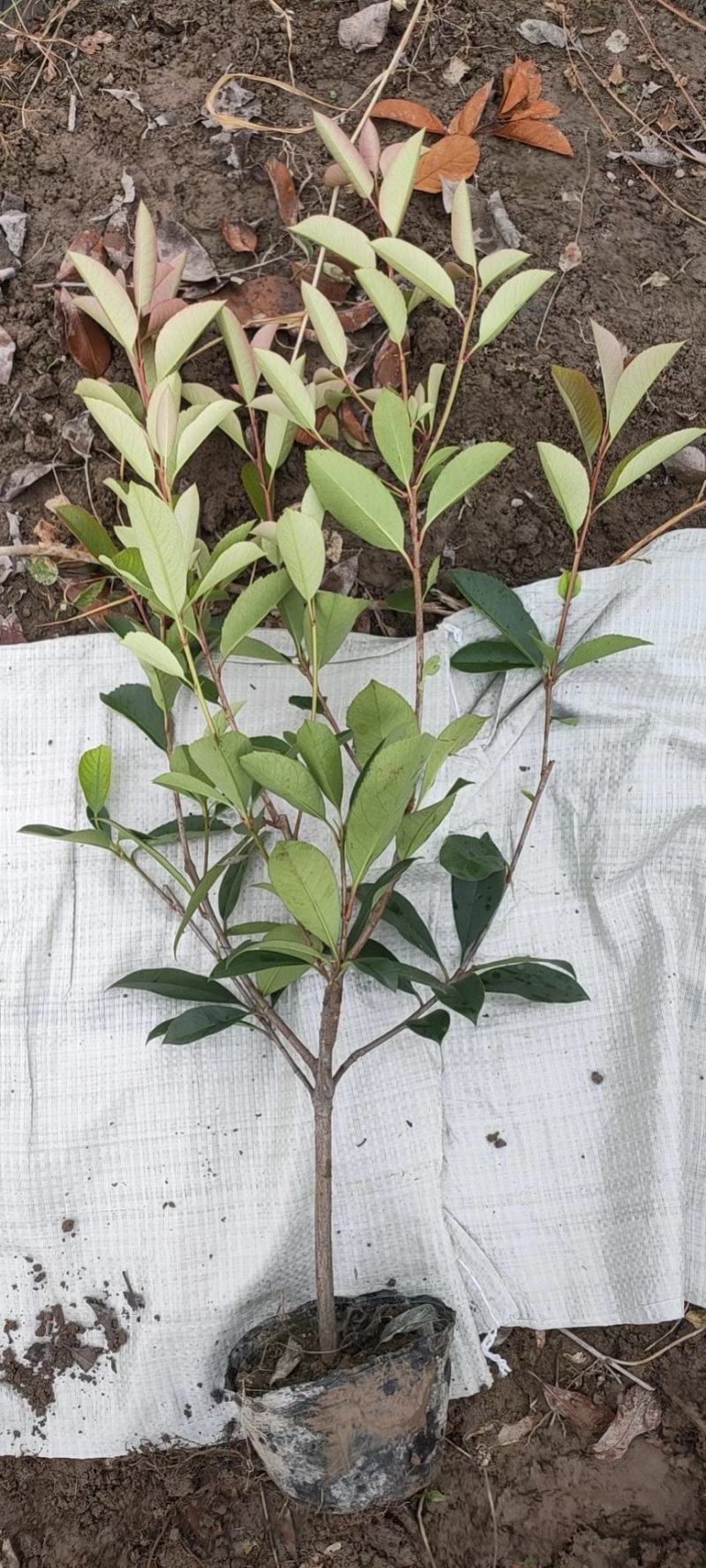 基地直发，绿化苗木，红叶石楠杯苗，