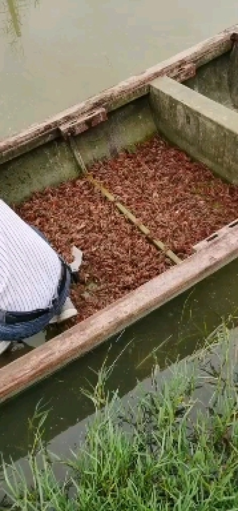 微山湖万亩龙虾养殖基地龙虾苗