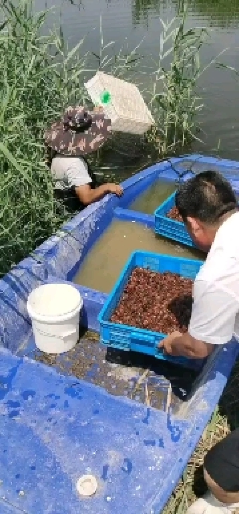 微山湖万亩龙虾养殖基地龙虾苗