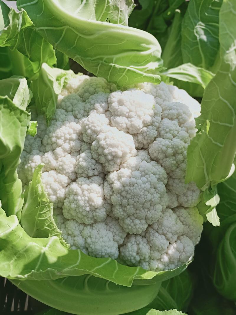 汉中白菜花，紧花乳白，2斤左右，产地直销，大量供货