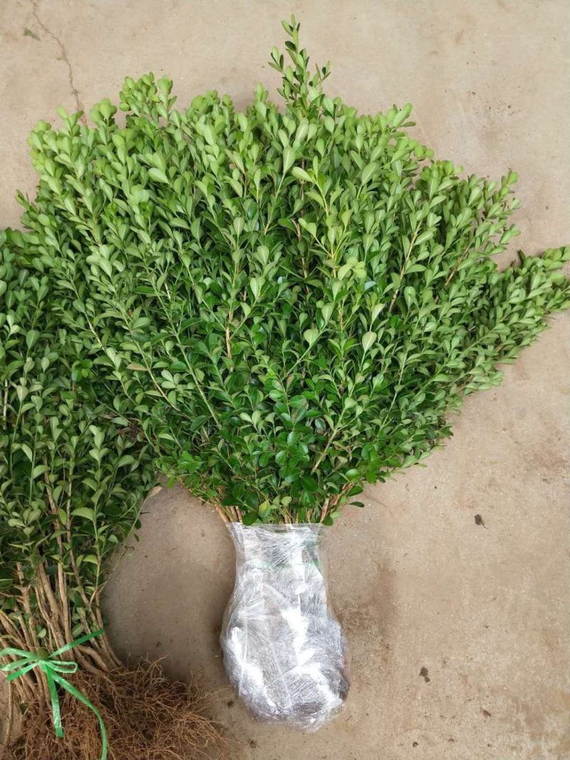 苗圃直发，灌木植物，绿化苗木，小叶黄杨苗