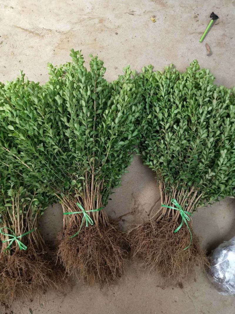 苗圃直发，灌木植物，绿化苗木，小叶黄杨苗