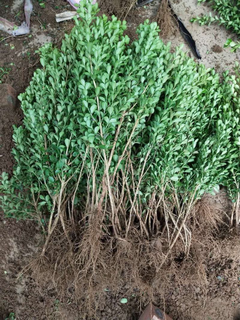 苗圃直发，灌木植物，绿化苗木，小叶黄杨苗