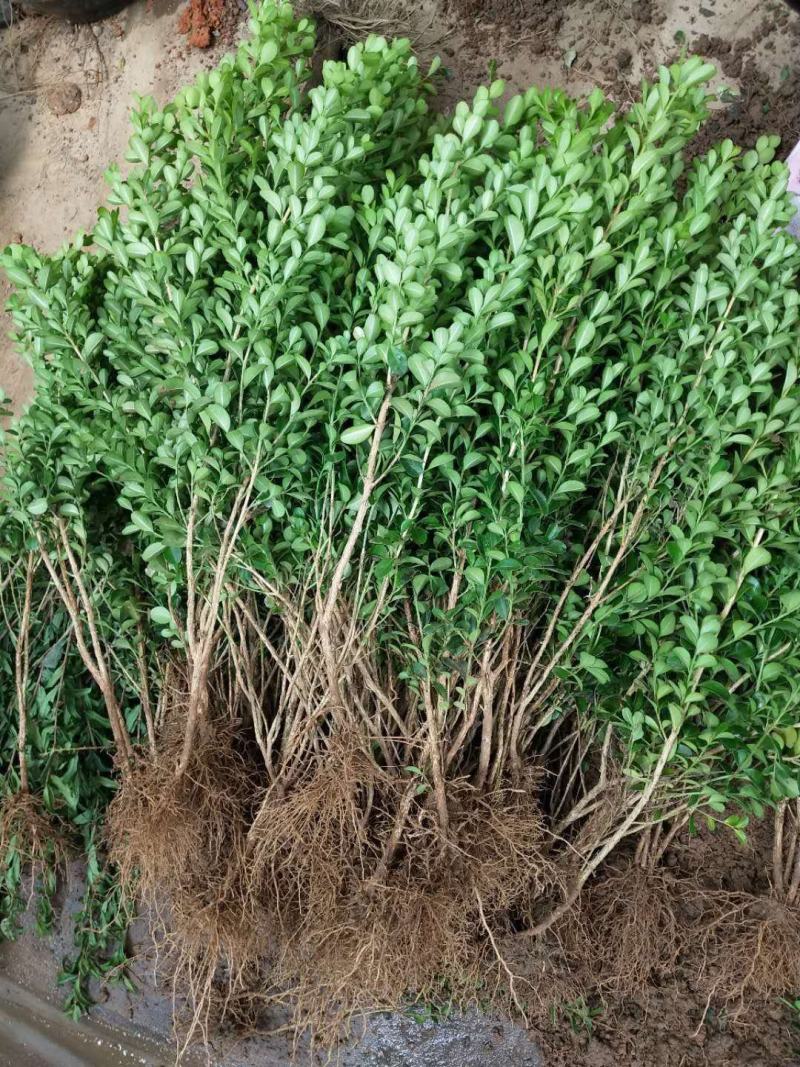 苗圃直发，灌木植物，绿化苗木，小叶黄杨苗