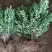 苗圃直发，灌木植物，绿化苗木，小叶黄杨苗