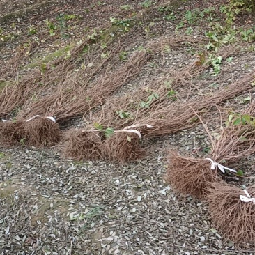 保定大量出售裸根爬山虎