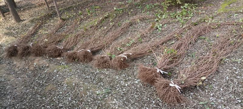 保定大量出售裸根爬山虎