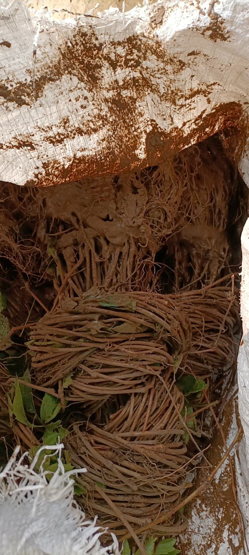 保定大量出售裸根爬山虎