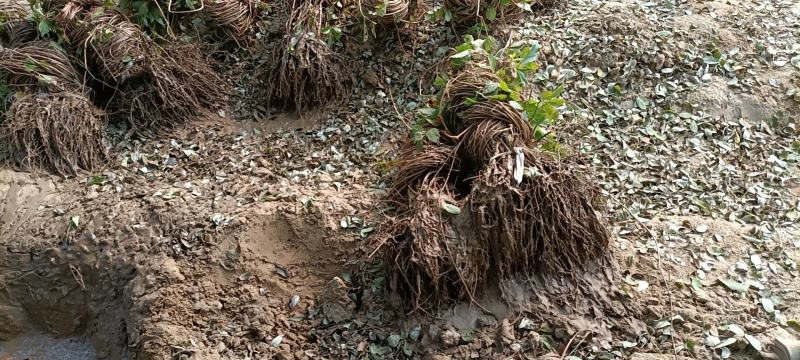 保定大量出售裸根爬山虎