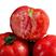 云南现摘新鲜西红柿自然熟大番茄沙瓤无公害农家绿色蔬菜包邮