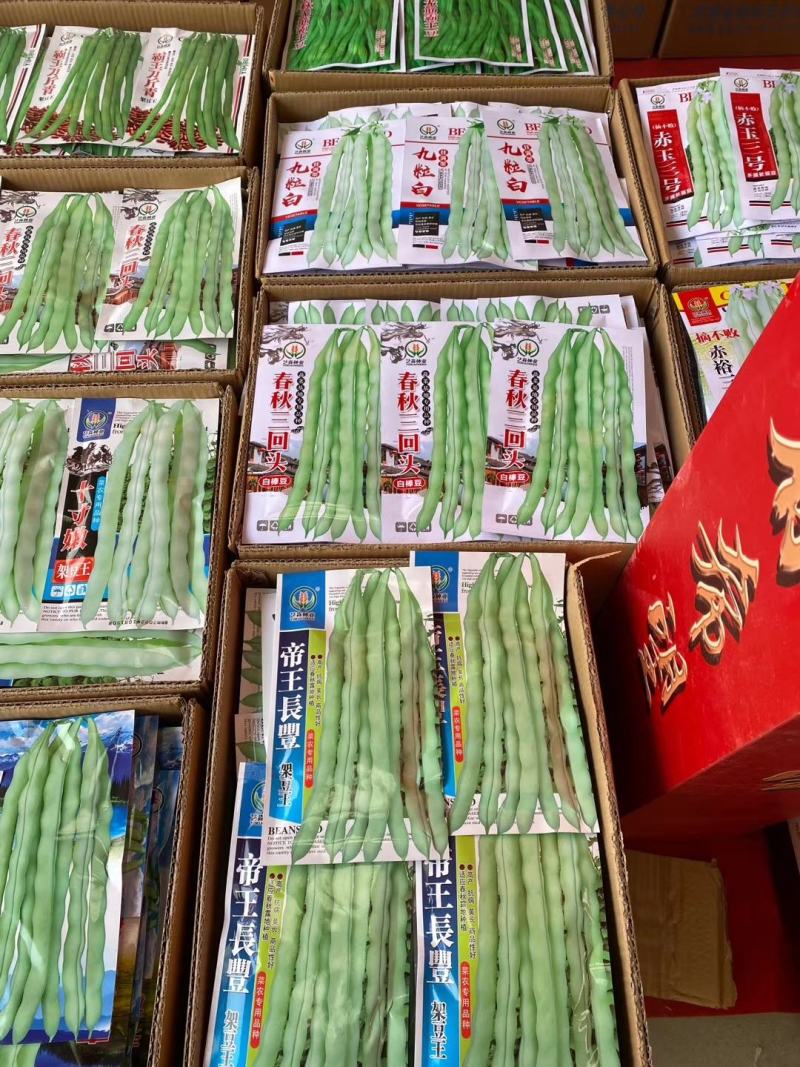 【优质】芸豆种子宽豆角种子长度25-30厘米