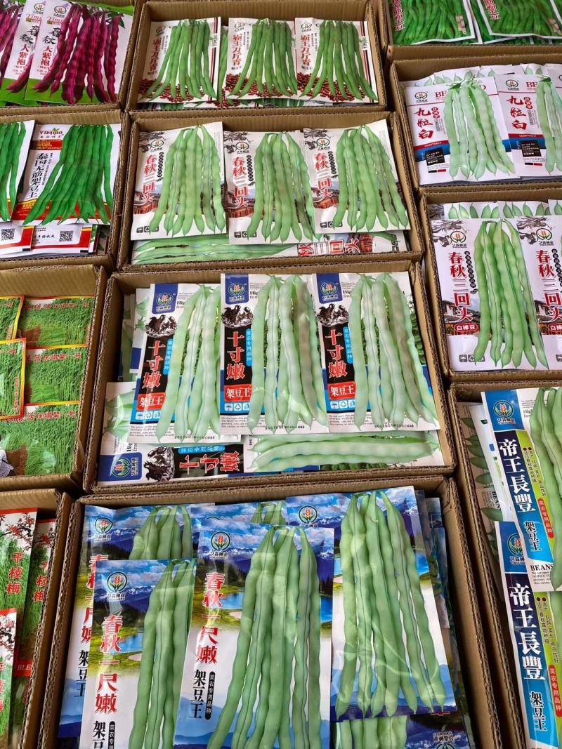 【优质】芸豆种子宽豆角种子长度25-30厘米