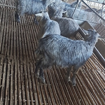国宝青山羊，繁殖快一年两窝，一窝3/5只，全国可发货，