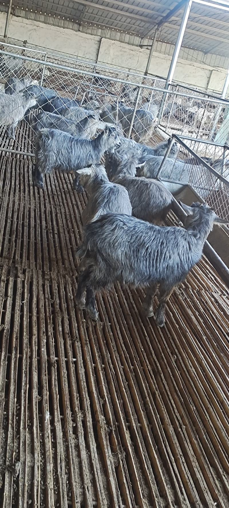 国宝青山羊，繁殖快一年两窝，一窝3/5只，全国可发货，