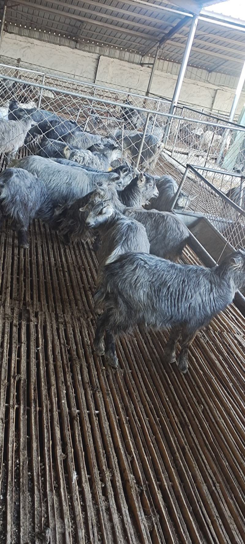 国宝青山羊，繁殖快一年两窝，一窝3/5只，全国可发货，