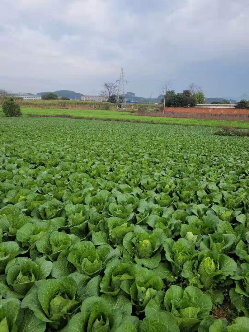 蔬菜新强春，白菜上市上市，欢迎各位老板前来收购。给钱就卖