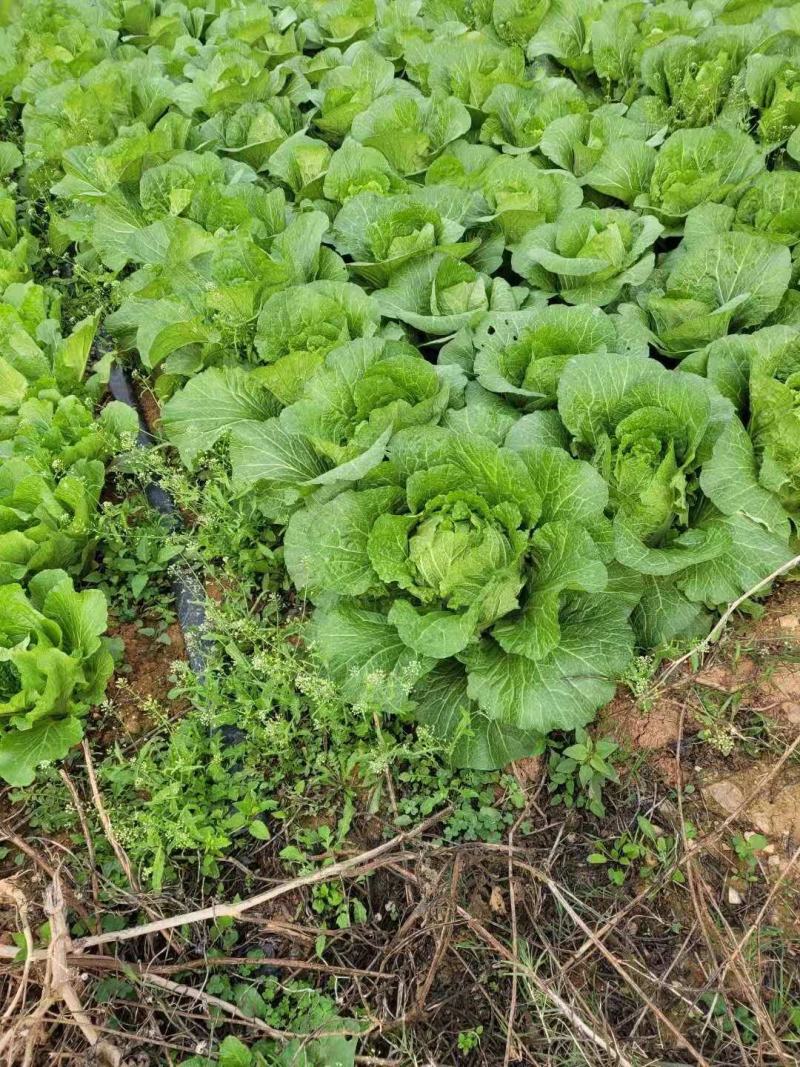 蔬菜新强春，白菜上市上市，欢迎各位老板前来收购。给钱就卖