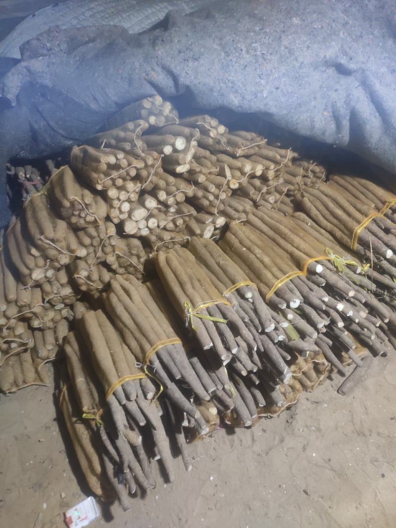 精品网袋山药，白玉好长条山药