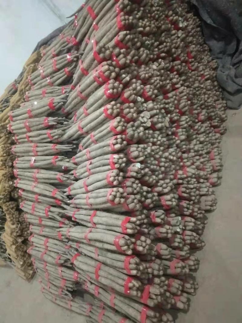 精品网袋山药，白玉好长条山药
