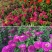 优质百日草花种籽子七彩花种子四季开花花籽庭院欢迎下单合作