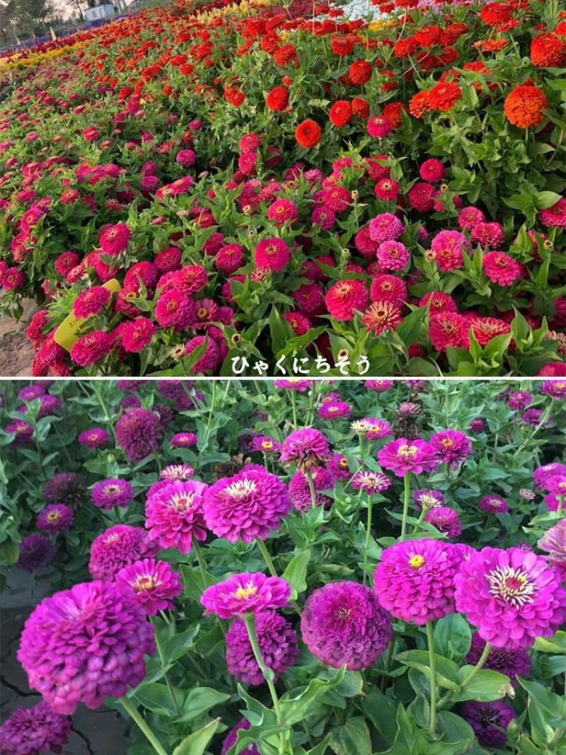 优质百日草花种籽子七彩花种子四季开花花籽庭院欢迎下单合作
