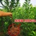 三华李树苗红肉早熟迟熟树苗南方种植盆栽地栽当年结新品种