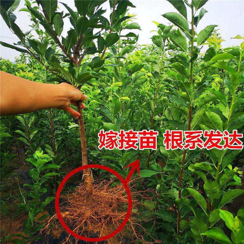 三华李树苗红肉早熟迟熟树苗南方种植盆栽地栽当年结新品种