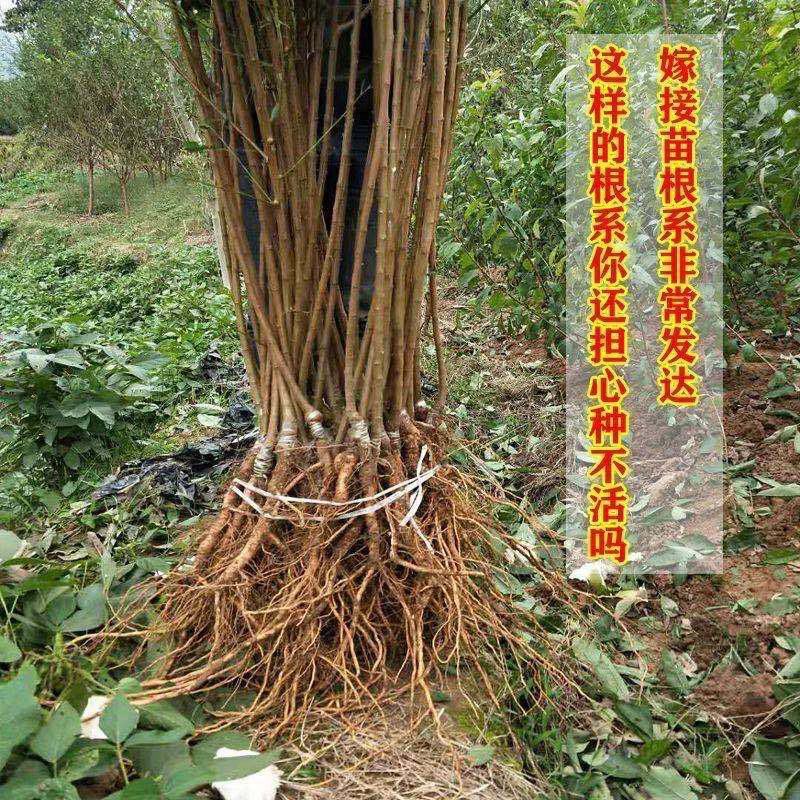 三华李树苗红肉早熟迟熟树苗南方种植盆栽地栽当年结新品种