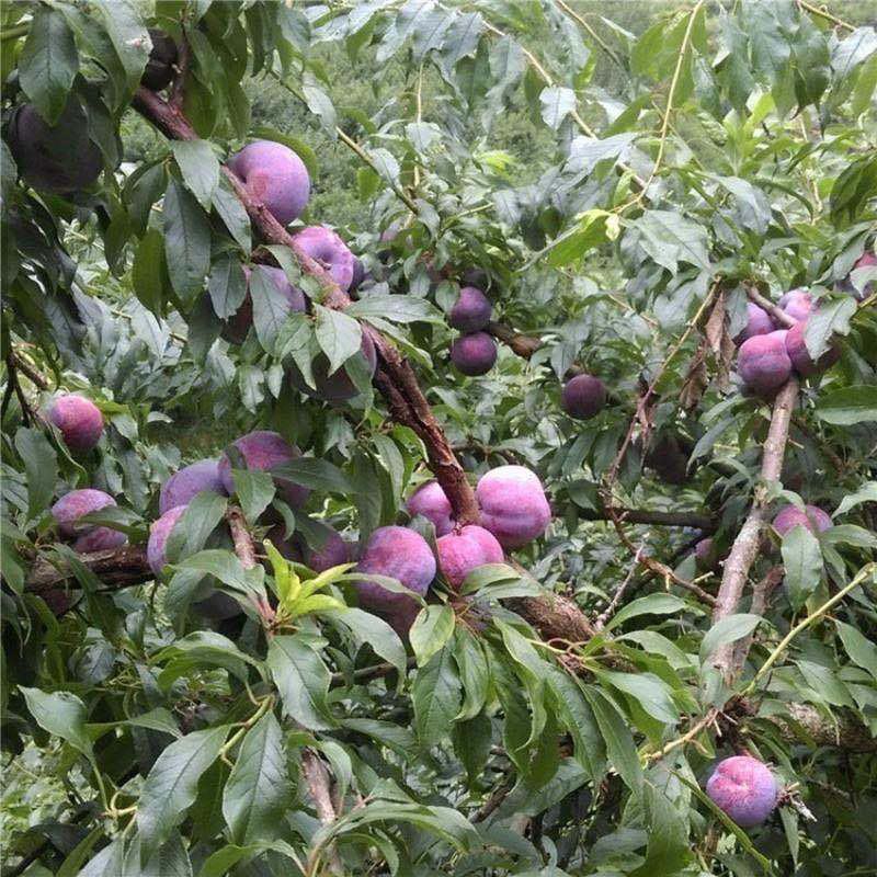 三华李树苗红肉早熟迟熟树苗南方种植盆栽地栽当年结新品种