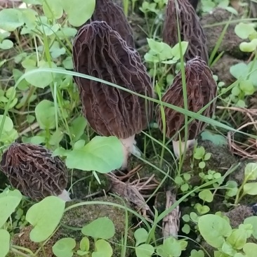 新鲜羊肚菌现摘现发！质量好