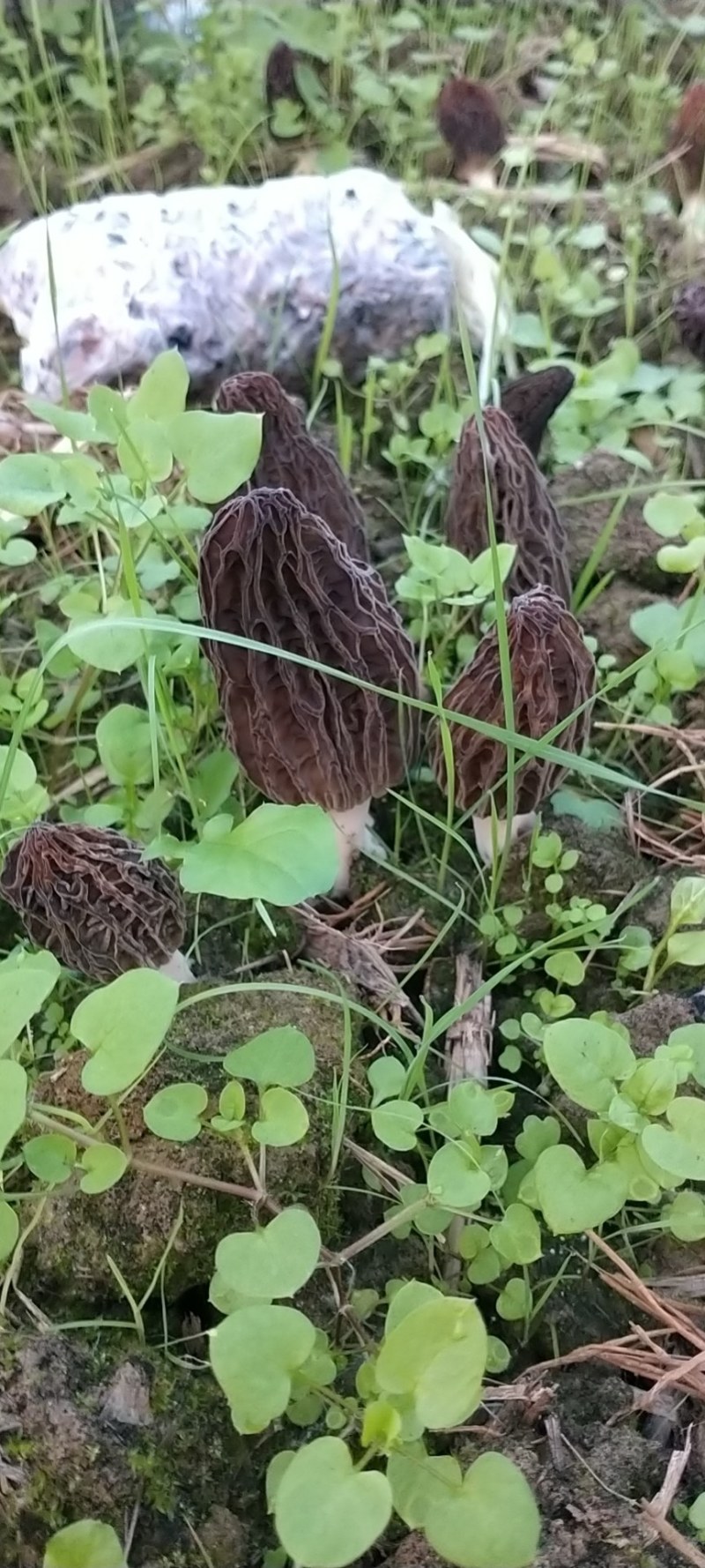 新鲜羊肚菌现摘现发！质量好