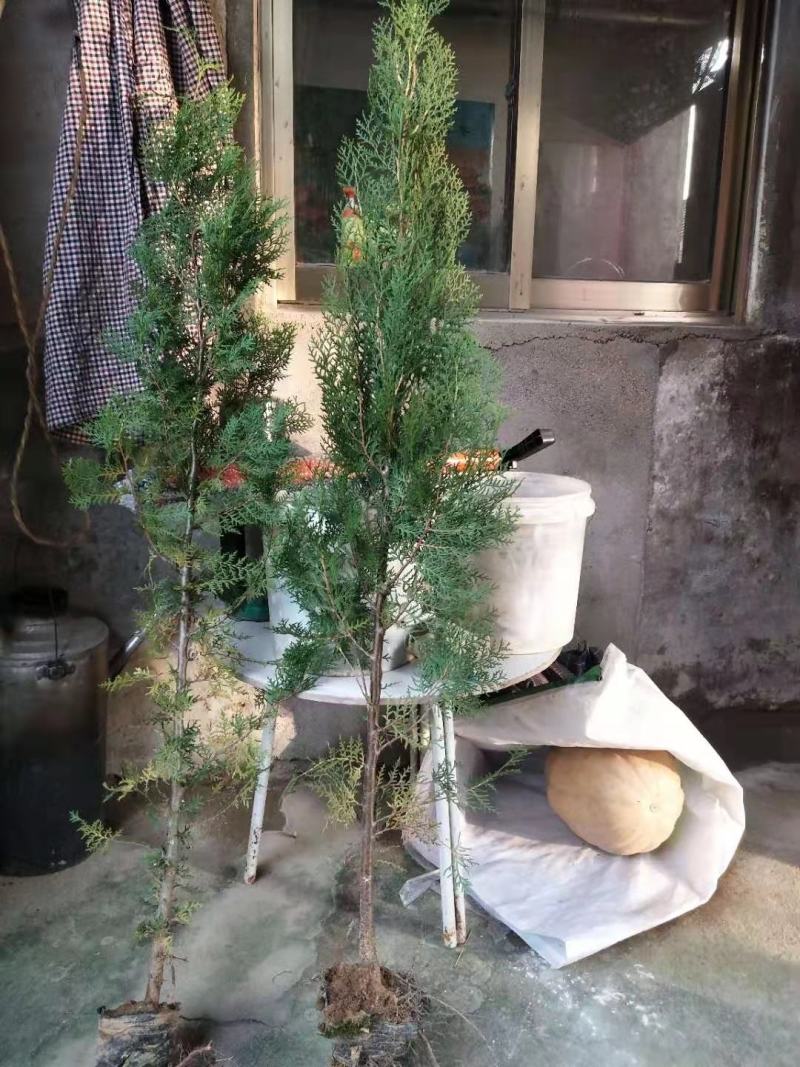 各种梅花，龙爪槐，侧柏，红叶桃