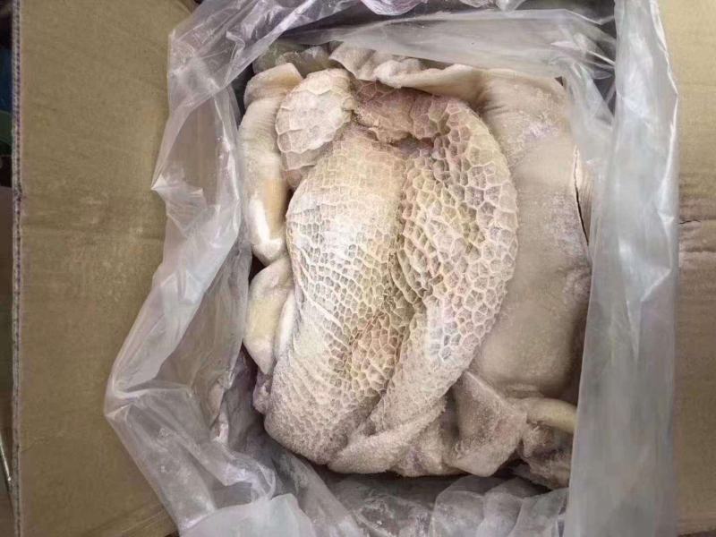 牛肚源头厂家适合炒菜黄焖牛肚凉拌肚