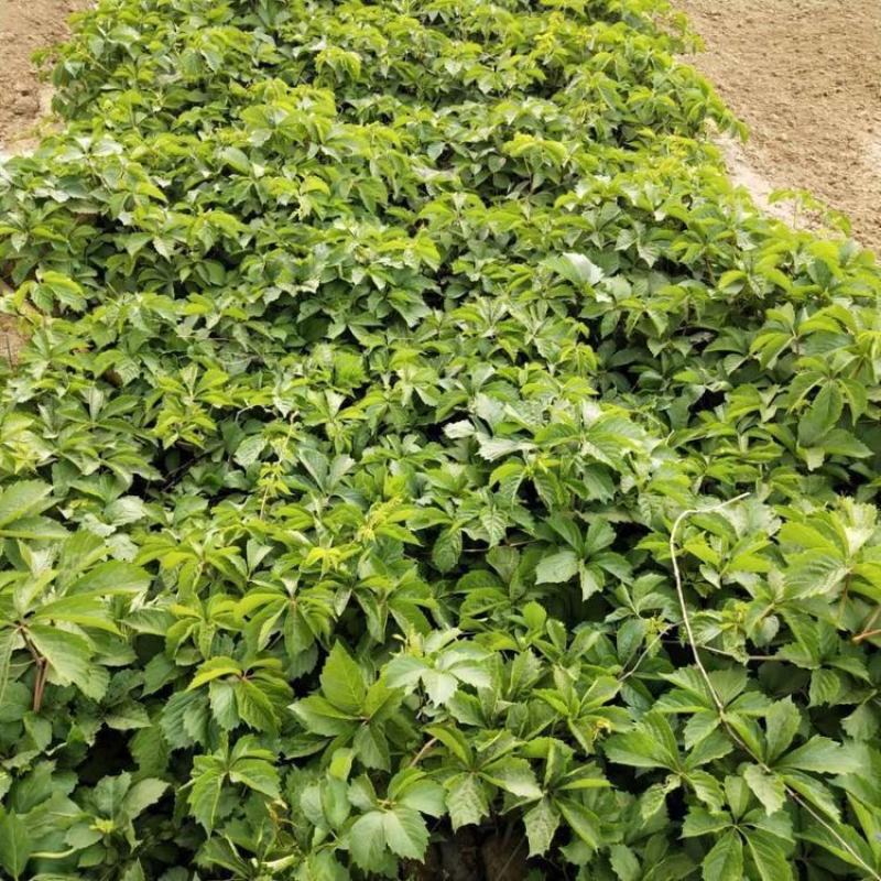 爬山虎苗，爬山虎苗三叶五叶室外易活种花卉攀援大苗爬