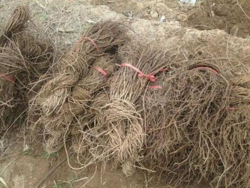 爬山虎苗，爬山虎苗三叶五叶室外易活种花卉攀援大苗爬