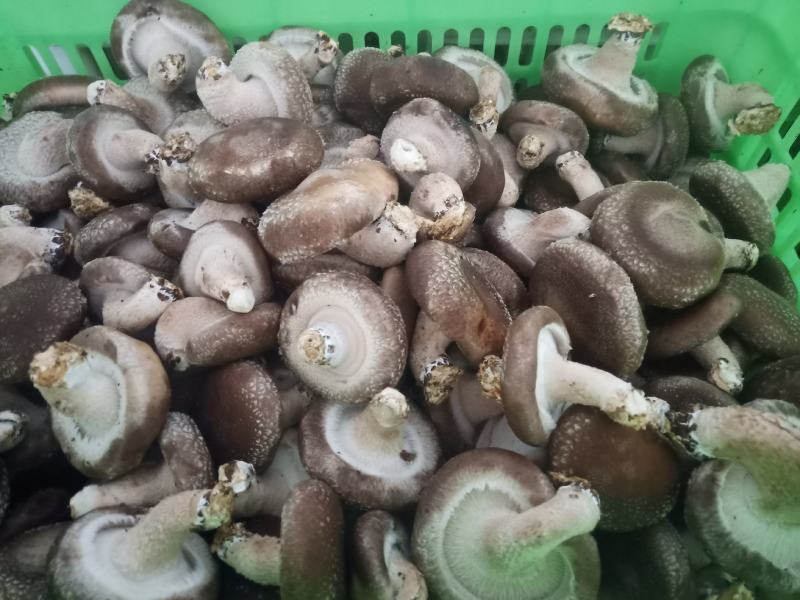 邢台县太行山香菇合作社