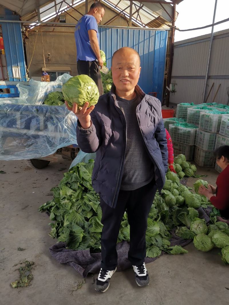 山东甘蓝，大量上市绿甘蓝，甘蓝，包菜，大棚甘蓝。