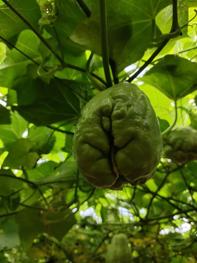 精品佛手瓜种苗，大量供应，量大价优，欢迎各位客商前来选购