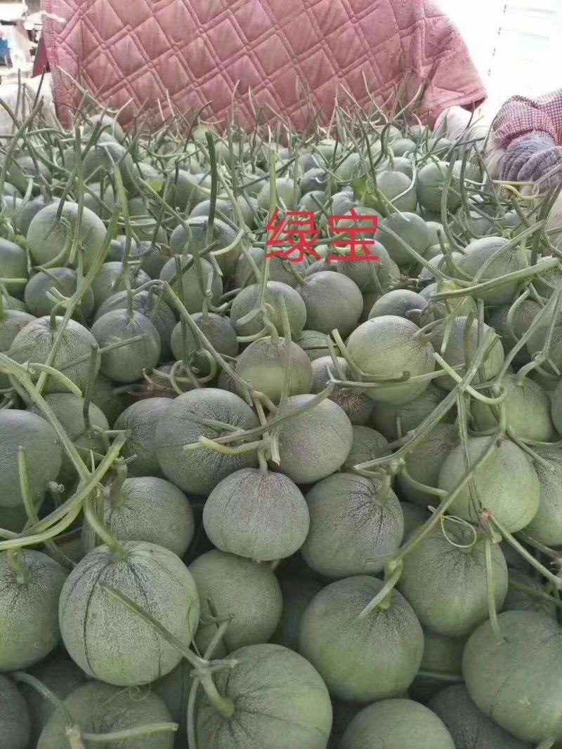 我处博洋61，以陆续大量上市，量大，质量好。品种优。