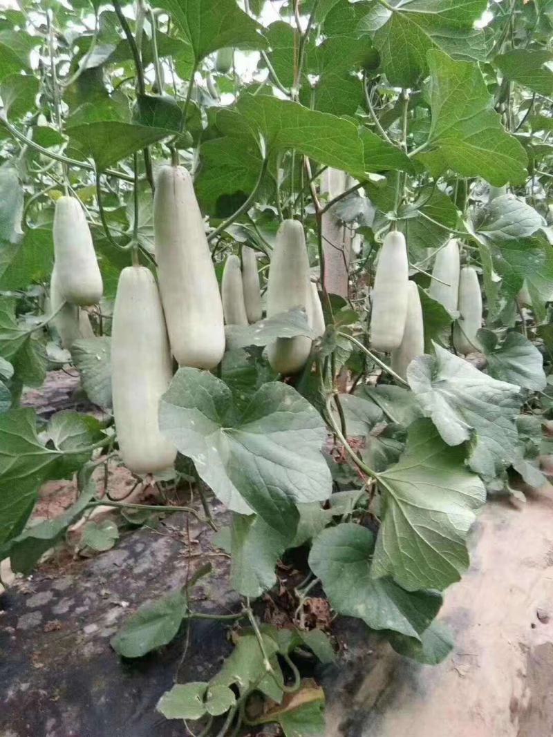 我处博洋61，以陆续大量上市，量大，质量好。品种优。