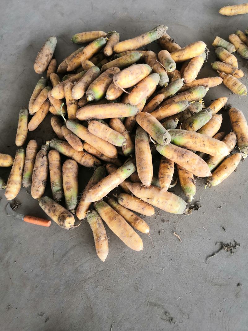 山西万荣冷库黄胡萝卜大量出库