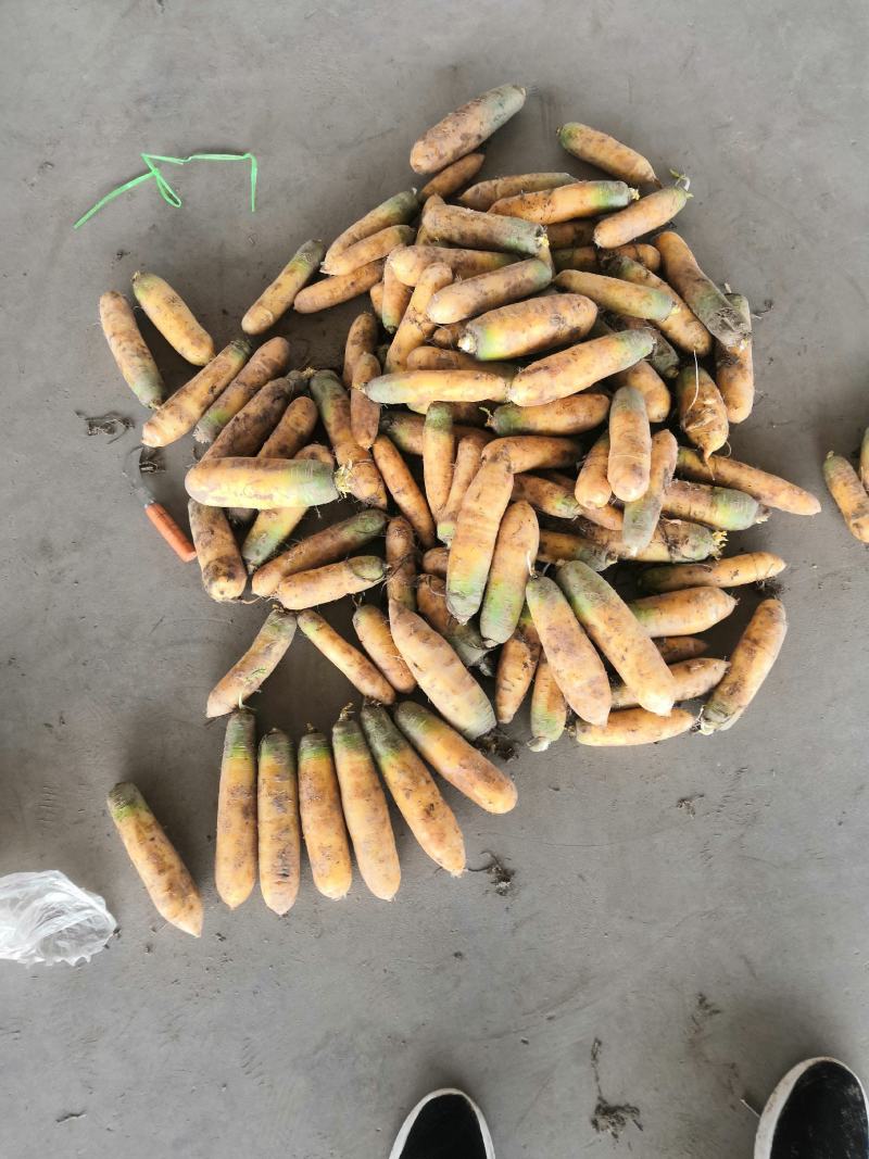 山西万荣冷库黄胡萝卜大量出库