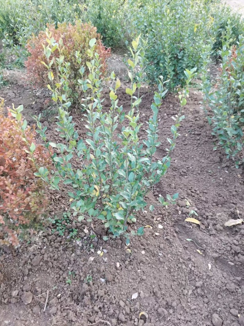 卫矛苗大叶扶芳藤卫矛卫矛球成活率99