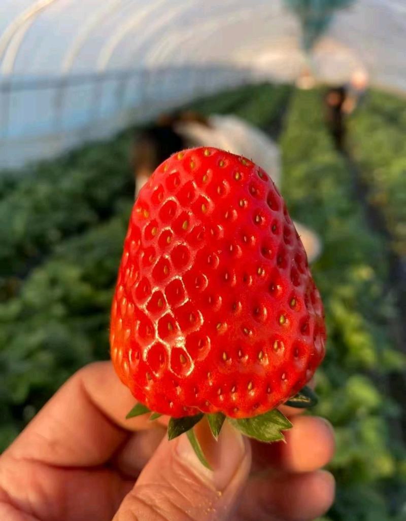 红颜草莓苗大叶红颜产量高抗病能力强超级红颜草莓苗