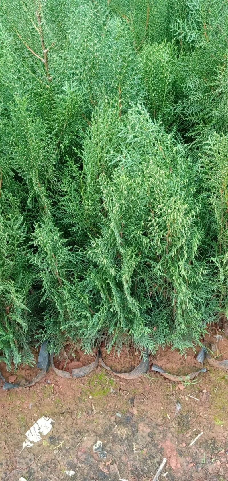 洒金柏，圆柏，藏柏，苗圃直销各种柏枝树，荒山绿化，