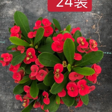 铁海棠虎刺梅观花室内净化空气