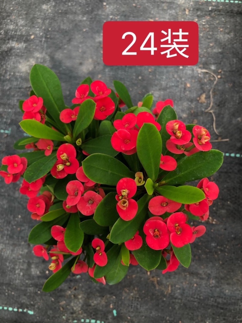 铁海棠虎刺梅观花室内净化空气